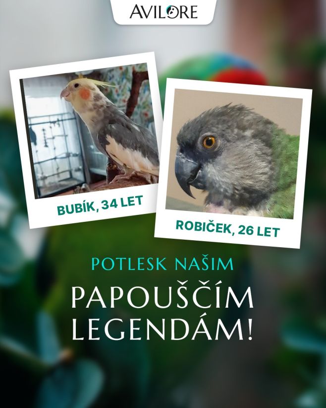 👉🦜Zamávejte pařátky na počest Bubíka (34 let) a Robička (26 let). Papouščí legendy Avilore hejna si zaslouží velký...