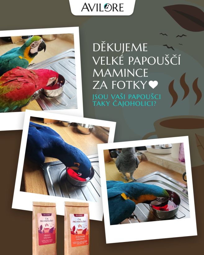 Doletěla k nám fotodokumentace čajoholiků z plzeňského kraje. Moc děkujeme papouščí mamince, Monče, za sdílení, jak má...